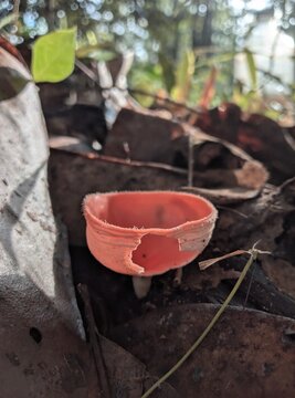 "A hidden pop of color in the forest floor. Nature always finds a way to stand out."