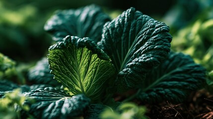 Obraz premium Fresh green cabbage leaves growing in garden soil