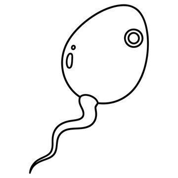 Sperm cell outline