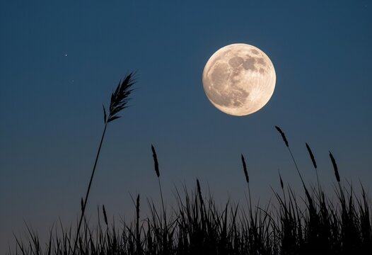 Majestic Full Moon Over Silhouetted Grass Landscape at Night Sky