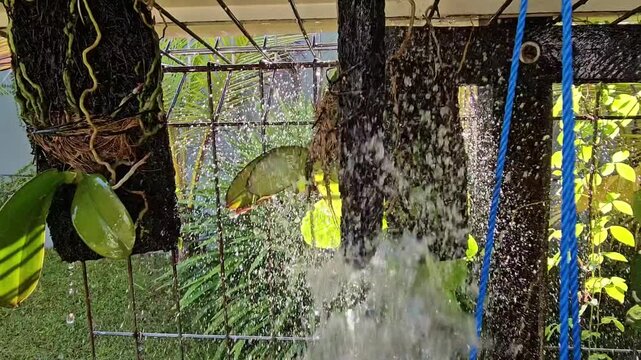 fishing nets and ropes,Water sprays through a orchid greenhouse setting. Roots and leaves are drenched in the forceful stream. Greenery thrives behind weathered wooden frames