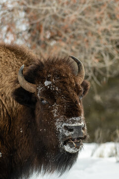 American bison head view with a frosted snout against a blurred willow thicket in Yellowstone