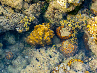 Diverse Coral Formations In A Shallow Tropical Tide Pool  © YEVGENIY