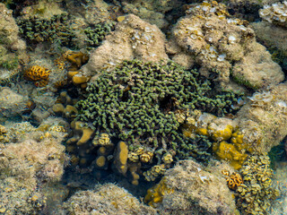 Colorful Coral Reef Formations In Clear Shallow Water © YEVGENIY
