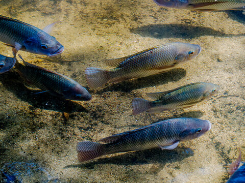 Group Of Wild Freshwater Fish Swimming In Shallow Water

