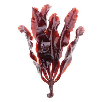 Dulse (Palmaria palmata)