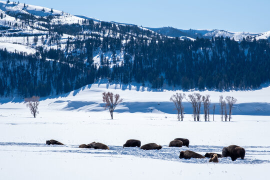 Herd of American bison wallowing and resting in a snowy valley at Yellowstone National Park