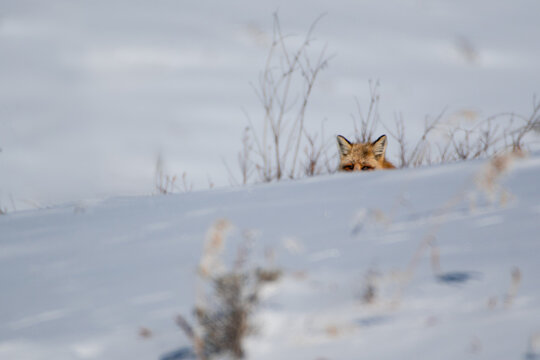 Red fox peering from behind a steep snowbank ridge in Yellowstone National Park