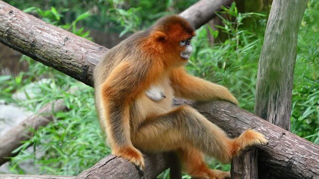 A golden snub-nosed monkey rests on a thick wooden branch amidst lush green foliage in the zoo