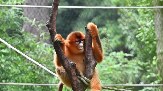 A golden snub-nosed monkey with orange fur and a blue face is perching on a tree branch in the zoo