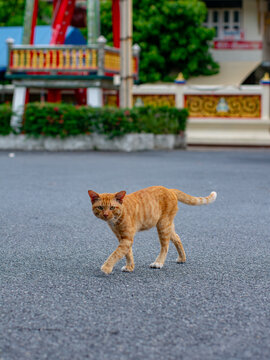 Orange Tabby Cat Walking Across Street Near Thai Temple Building