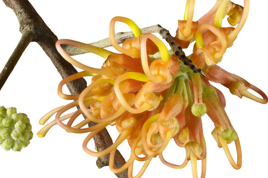 Close-up of  solated Grevillea 'Apricot Glow' inflorescence on stem.