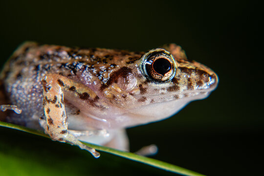 Frog perched along a slender green leaf against a dark backdrop