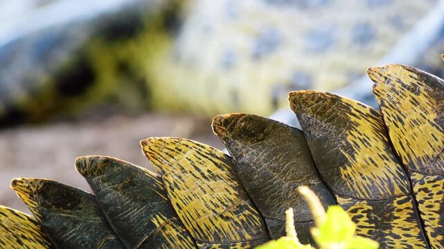 Extreme close up of body of a nile crocodile (Crocodylus niloticus). Botswana South Africa.