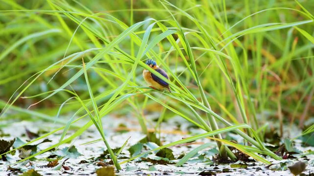 Malachite kingfisher (Corythornis cristatus) perched on a grass stem in a pond. Chobe National Park, Botswana, South Africa. 