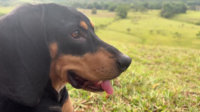 Dog looked at the landscape at a Colombian sunset.