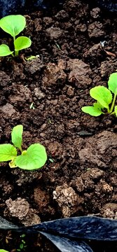 Close-up of young mustard greens with fresh green leaves growing in fertile soil
