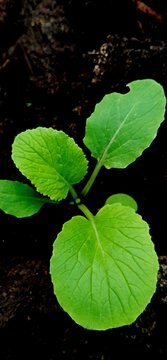 Close-up of young mustard greens with fresh green leaves growing in fertile soil