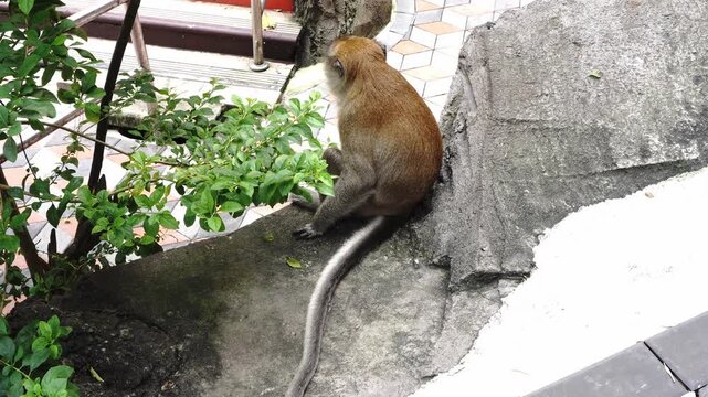 A monkey sits on a concrete ledge next to green foliage, with a tiled pathway in the background