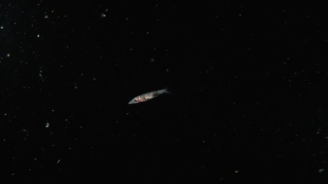A juvenile barracuda (Sphyraena barracuda), swimming in the open ocean in blackwater. Filmed in Lembeh Straits, Indonesia.