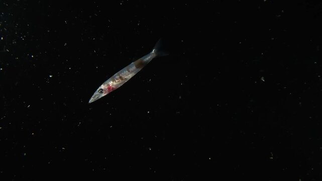A juvenile barracuda (Sphyraena barracuda), swimming in the open ocean in blackwater. Filmed in Lembeh Straits, Indonesia.