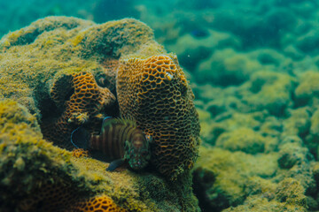 Massive Textured Coral Formations on Tropical Reef Underwater in Indonesia © Rama