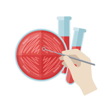 Scientist hand inoculating microbial culture in petri dish vector