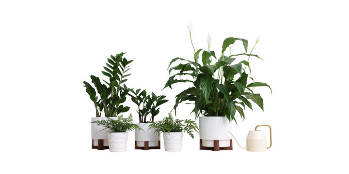 Group of Potted Indoor Houseplants with Watering Can Isolated on Transparent Background for Home Interior Decor