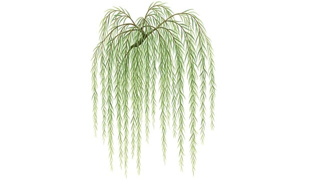Weeping Willow Tree with Delicate Green Leaves Against a Clean White Background in Soft Natural Light