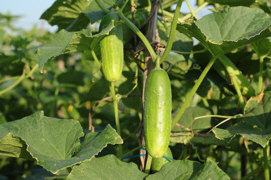 green cucumber on a vine