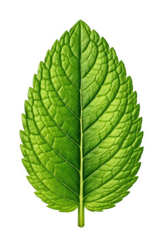 PNG Detailed green mint leaf illustration on white background.