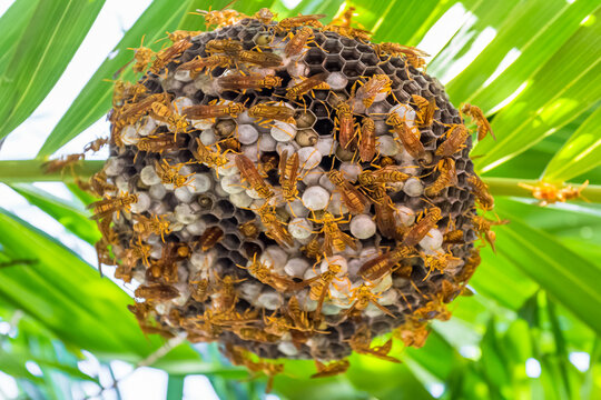 Nid de gu&ecirc;pes tropicales 