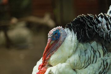 Close-Up Profile Portrait of a Royal Palm Turkey Highlighting Warty Caruncles and Plumage © Ian