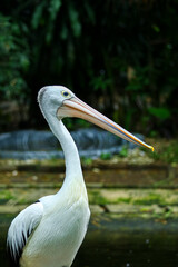 Profile Portrait of a Graceful White Pelican with a Long Beak Against a Dark Green Background © Ian