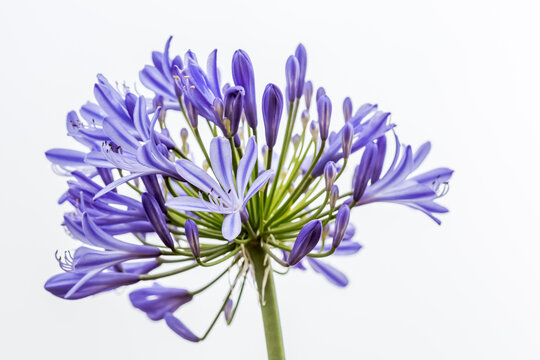 Agapanthe 