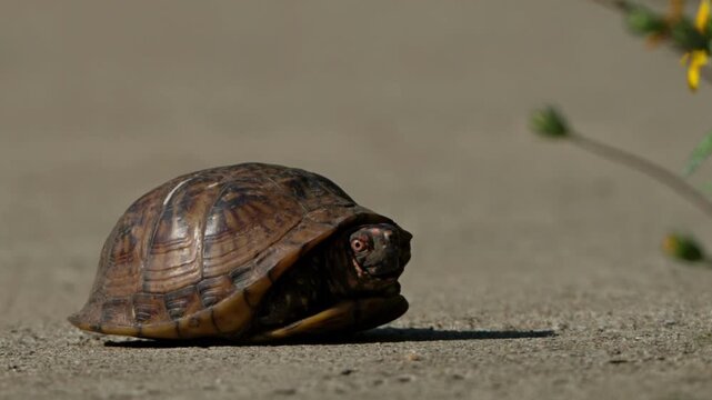 turtle head slowly stick out