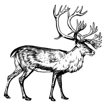 Hand drawn reindeer illustration with antlers, engraving style vector sketch of a walking caribou, isolated design for wildlife and Christmas concepts.