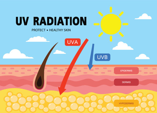 UV Radiation and Skin Protection, UVA UVB Effects on Skin Layers Vector Illustration