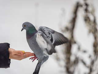 Obraz premium A colourful pigeon feeding from a hand of a man.