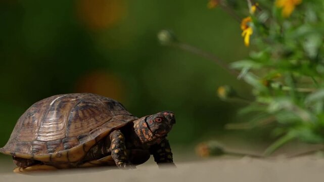 turtle crawling slowly 