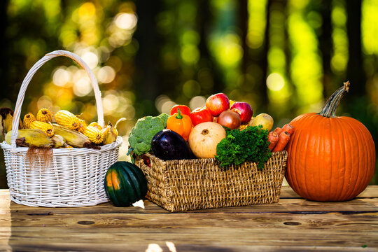Harvest composition inside autumn basket. Harvest still for fall. Farm harvest vegetables on wooden table. Thanksgiving harvest from agriculture.
