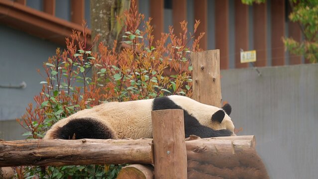 peeking giant panda sleeping in its wooden bed in the zoo, side portrait of giant panda lying down after eating, red tip photinia in panda habitat
