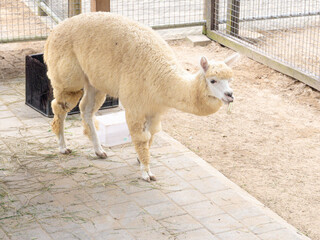 A group of cute white and brown alpacas resting in a wooden farm shelter. Perfect for agriculture, zoo, and animal husbandry themes. © Mr. leo