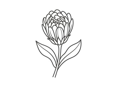 Black and white line drawing of a protea flower with long stem and leaves
