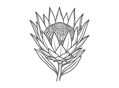 Black and white line drawing of a protea flower with bracts