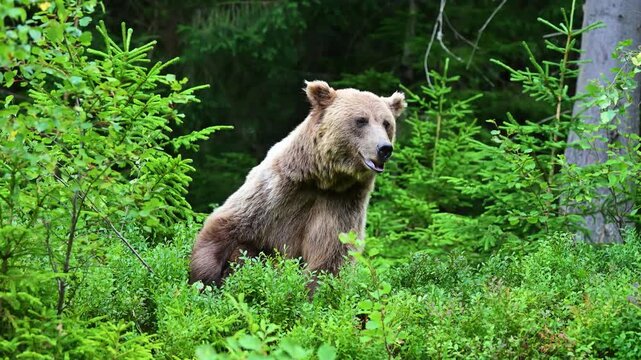 Brown bear stands on hind legs surrounded by dense greenery in a forest