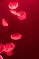 Several bioluminescent jellyfish glowing with red light in dark water © agcreationsnz