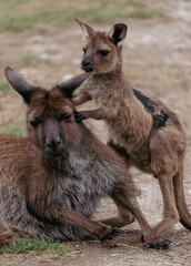 Mother kangaroo and joey interact affectionately in natural outdoor setting © agcreationsnz