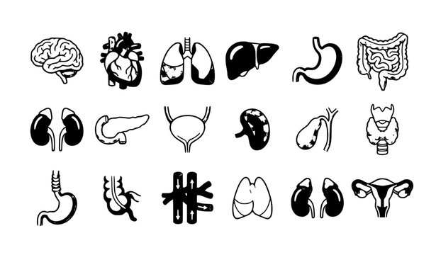 Human Anatomy Internal Organs Medical Cartoon Vector Illustration Collection