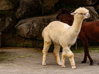 A group of cute white and brown alpacas resting in a wooden farm shelter. Perfect for agriculture, zoo, and animal husbandry themes. © Mr. leo